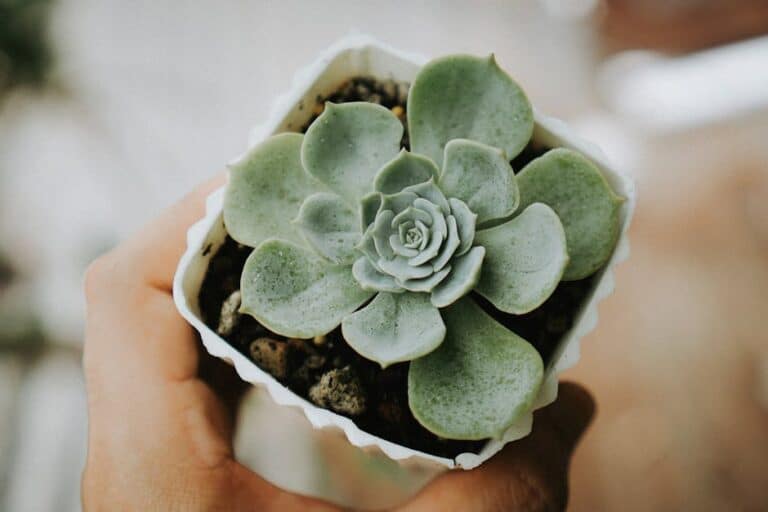 how to revive succulents indoors