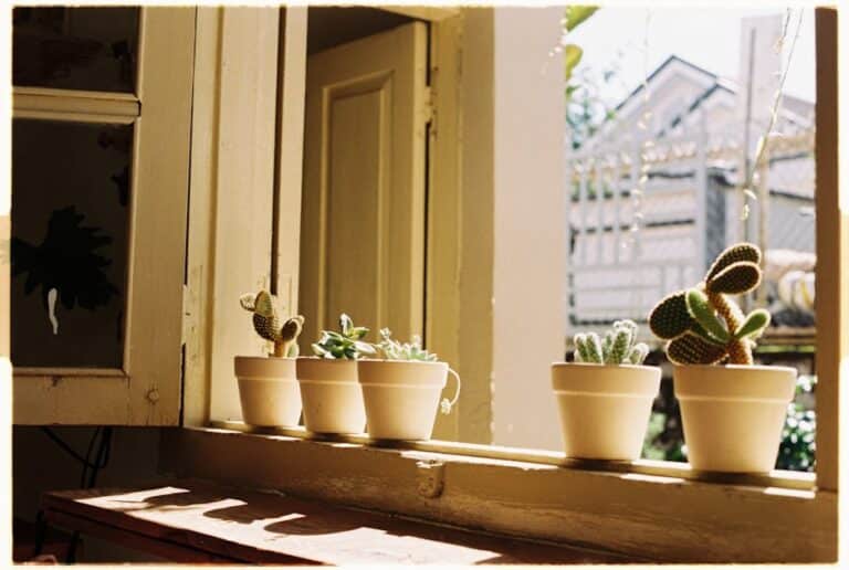 how to take care of indoor cactus