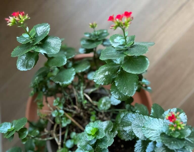 kalanchoe blossfeldiana care indoors
