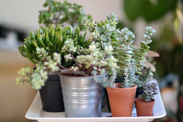 best house succulents