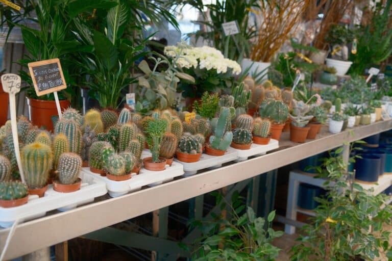 best indoor cactus