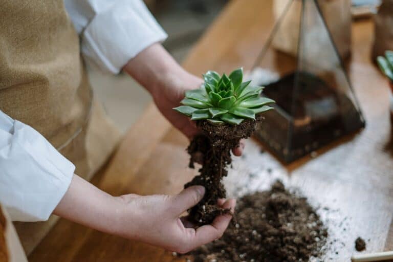 repotting succulents apartment guide