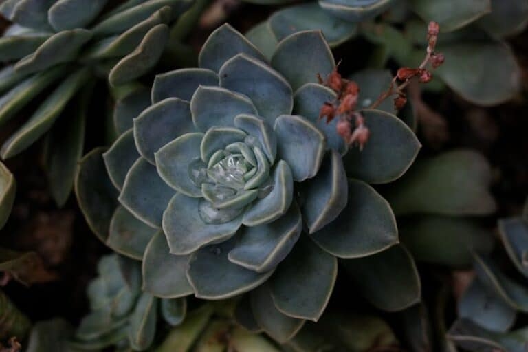 how to water indoor succulents